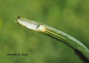 Prasetník kořenatý (Hypochaeris radicata)