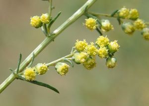 Pelyněk ladní (Artemisia campestris)