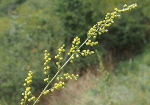 Pelyněk ladní (Artemisia campestris)