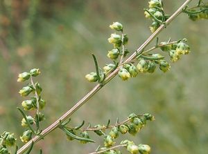 Pelyněk ladní (Artemisia campestris)