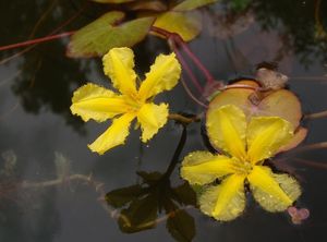 plavín štítnatý (Nymphoides peltata)