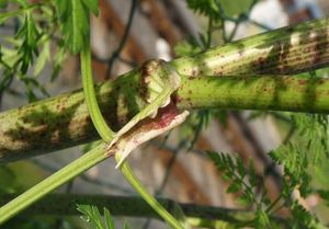 Bolehlav plamatý (Conium maculatum)