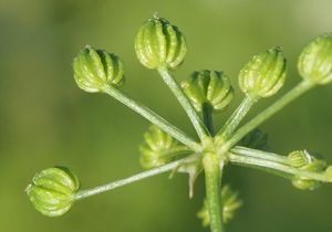 Bolehlav plamatý (Conium maculatum)