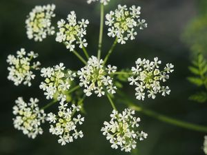 Bolehlav plamatý (Conium maculatum)