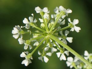 Bolehlav plamatý (Conium maculatum)