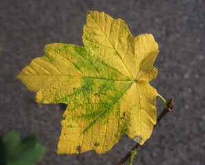 Javor italský (Acer opalus)