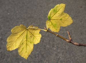 Javor italský (Acer opalus)