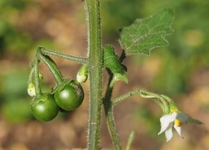 Lilek černý (Solanum nigrum L.)