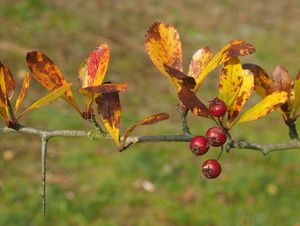 Hloh kuří noha (Crataegus crus-gali)