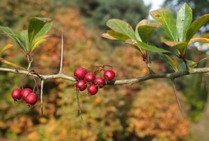 Hloh kuří noha (Crataegus crus-gali)