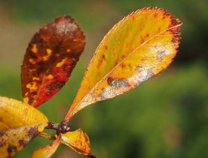 Hloh kuří noha (Crataegus crus-gali)