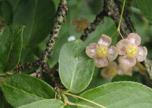 Brslen bradavičnatý (Euonymus verrucosus)