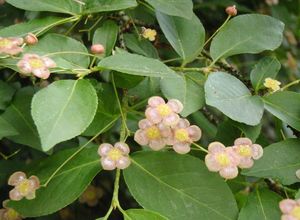 Brslen bradavičnatý (Euonymus verrucosus)