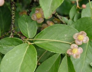 Brslen bradavičnatý (Euonymus verrucosus)