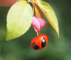 Brslen bradavičnatý (Euonymus verrucosus)