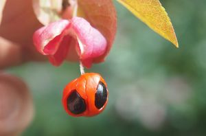 Brslen bradavičnatý (Euonymus verrucosus)