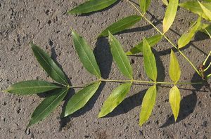 Jasan úzkolistý (Fraxinus angustifolia)