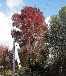 Jasan úzkolistý (Fraxinus angustifolia)