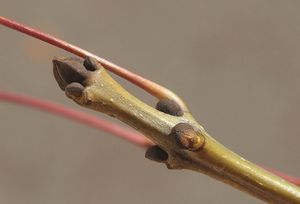 Jasan úzkolistý (Fraxinus angustifolia)