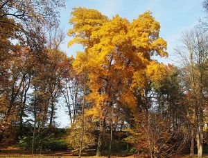 Ořechovec srdčitý (Caryacordiformis)