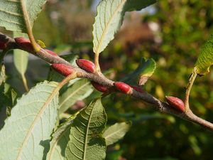 Vrba egyptská (Salix medemii)