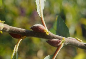 Vrba egyptská (Salix medemii)