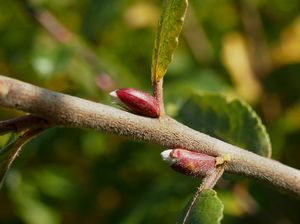 Vrba egyptská (Salix medemii)