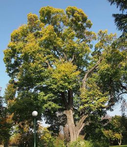 Javor babyka (Acer campestre)