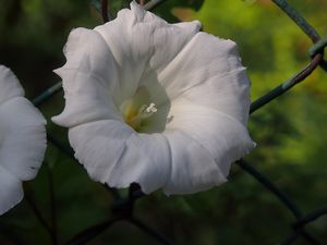 Opletník plotní (Calystegia sepium)