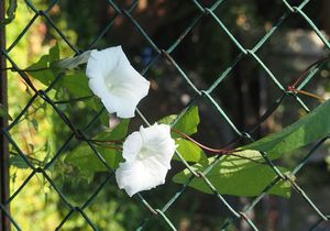 Opletník plotní (Calystegia sepium)