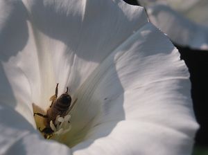 Opletník plotní (Calystegia sepium)