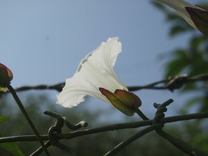 Opletník plotní (Calystegia sepium)