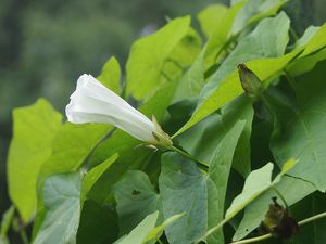 Opletník plotní (Calystegia sepium)