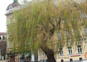 vrba babylonská - kultivary (Salix babylonica - cv.)