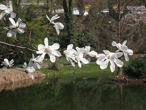 Šácholan japonský (Magnolia kobus)