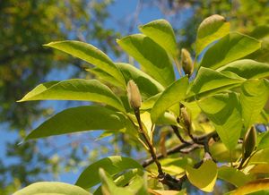 Šácholan japonský (Magnolia kobus)