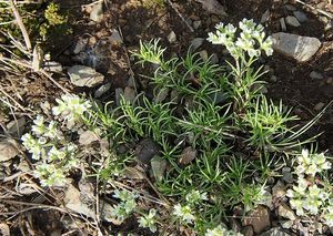 Chmerek vytrvalý (Scleranthus perennis)