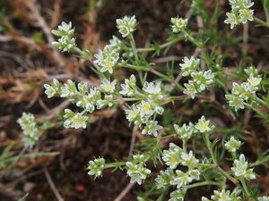 Chmerek vytrvalý (Scleranthus perennis)