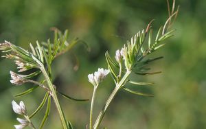 Vikev chlupatá (Vicia hirsuta)