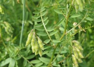 Vikev chlupatá (Vicia hirsuta)