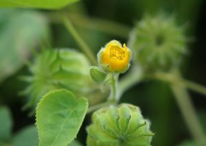 Mračňák theophrastův (Abutilon theophrasti)