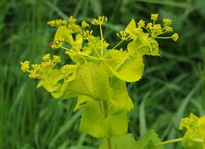 Tromín prorostlý (Smyrnium perfoliatum)