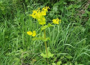 Tromín prorostlý (Smyrnium perfoliatum)