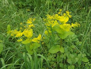 Tromín prorostlý (Smyrnium perfoliatum)