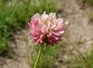 Jetel zvrhlý (Trifolium hybridum)