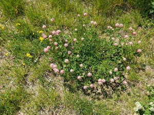 Jetel zvrhlý (Trifolium hybridum)