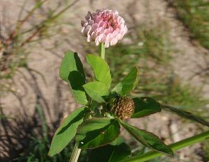 Jetel zvrhlý (Trifolium hybridum)