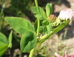 Jetel zvrhlý (Trifolium hybridum)