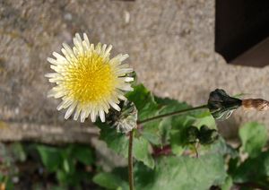 Mléč zelinný (Sonchus oleraceus)