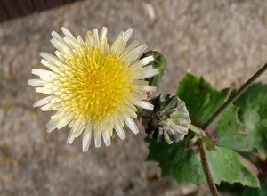 Mléč zelinný (Sonchus oleraceus)